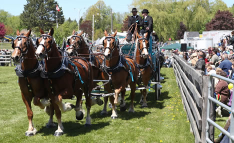 Schomberg Fair